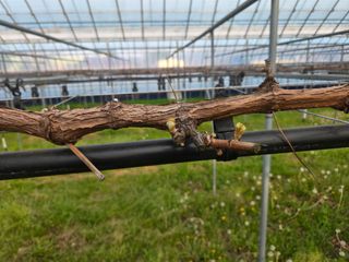 이만근님의 포도 · 영농일지 작성글 사진