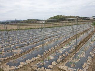 정연규님의 콩 · 영농일지 작성글 사진