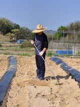 팜모닝 고추·영농일지 게시글 이미지