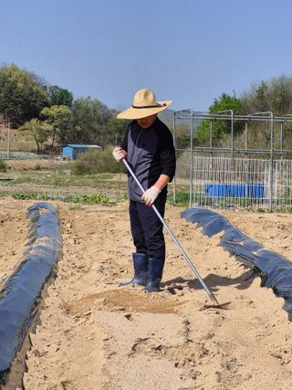 김용민님의 고추 · 영농일지 작성글 사진