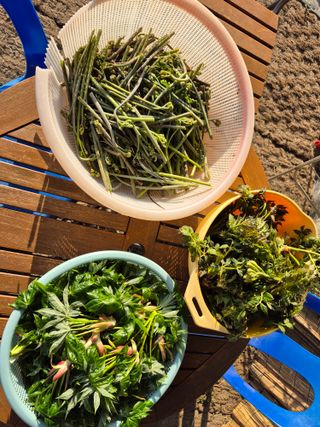 이준영님의 기타작물 · 영농일지 작성글 사진