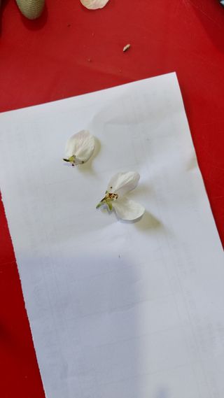 오동추님의 기타작물 · 영농일지 작성글 사진