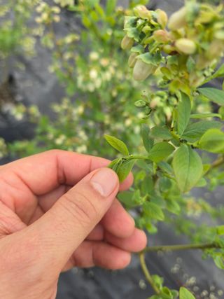 축복농장님의 기타작물 · 영농일지 작성글 사진