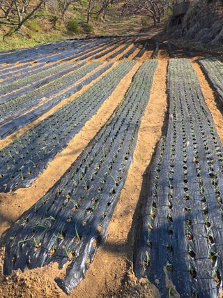 강화화도님의 감자 · 영농일지 작성글 사진