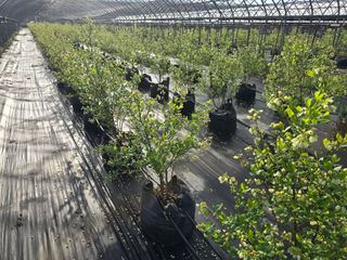 축복농장님의 기타작물 · 영농일지 작성글 사진