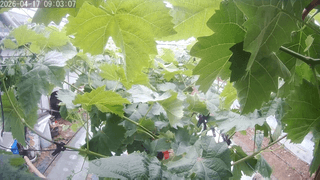 서대산향수님의 포도 · 영농일지 작성글 사진