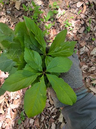 조일성님의 기타작물 · 영농일지 작성글 사진
