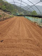 신승덕맛익는사과님의 작성글 사진