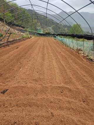 신승덕맛익는사과님의 기타작물 · 영농일지 작성글 사진