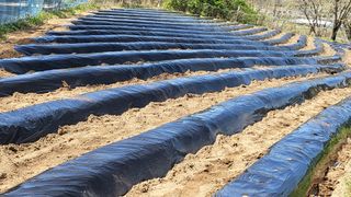 양석원님의 고추 · 영농일지 작성글 사진