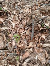 거창두릅농원김성희님의 작성글 사진