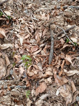 거창두릅농원김성희님의 두릅 · 영농일지 작성글 사진