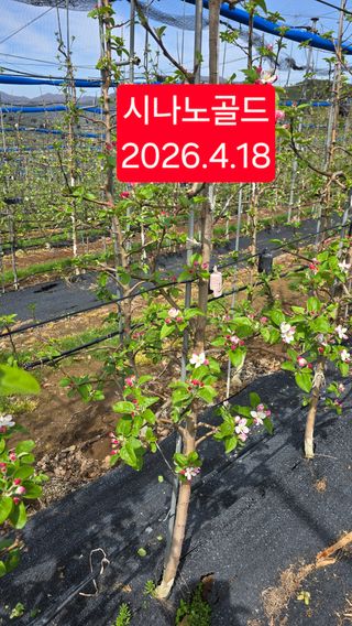 축복의땅 에덴동산님의 사과 · 영농일지 작성글 사진