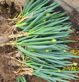 헤라여신^^♡님의 파 · 영농일지 작성글 사진