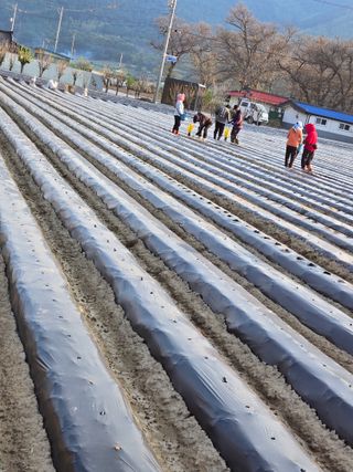 팜모닝회원 바이크농원님의 기타작물 · 영농일지 작성글 사진