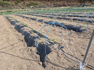 김기탁님의 기타작물 · 영농일지 작성글 사진