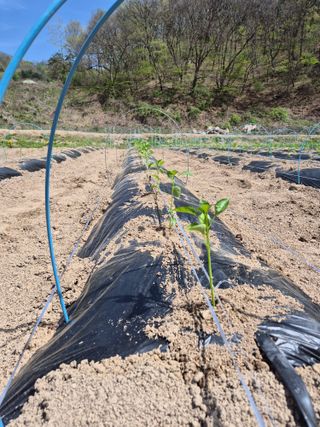 김기탁님의 기타작물 · 영농일지 작성글 사진