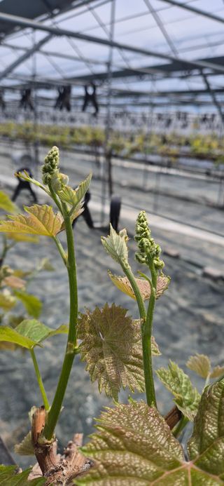 이화주님의 포도 · 영농일지 작성글 사진