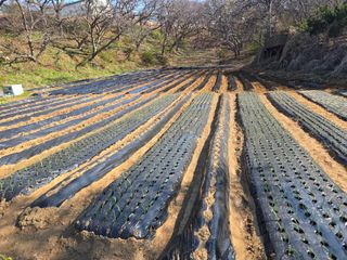 강화화도님의 감자 · 영농일지 작성글 사진