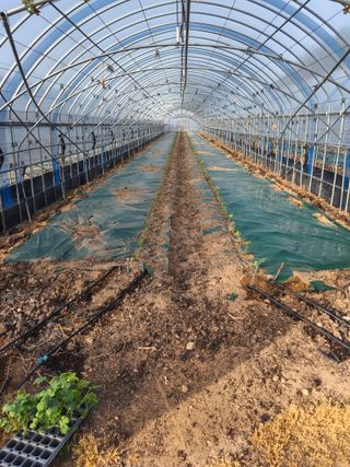 블루베리25247님의 기타작물 · 영농일지 작성글 사진