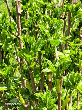 조연만님의 콩 · 영농일지 작성글 사진