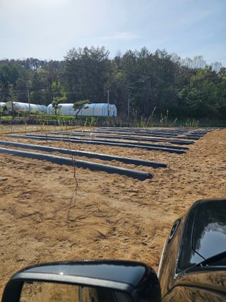 기진성님의 자두 · 영농일지 작성글 사진