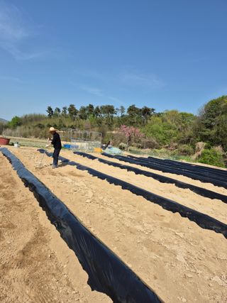 김용민님의 고추 · 영농일지 작성글 사진