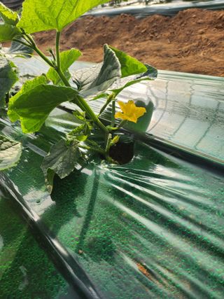 심상진님의 오이 · 영농일지 작성글 사진