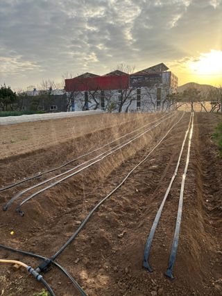 김영완님의 고추 · 영농일지 작성글 사진