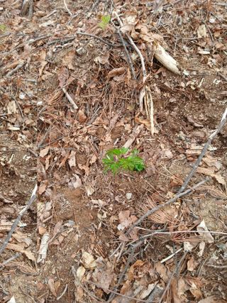 거창두릅농원김성희님의 두릅 · 영농일지 작성글 사진