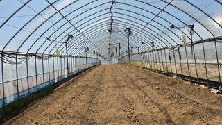 김용훈 님의 토마토 · 영농일지 작성글 사진