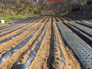 강화화도님의 감자 · 영농일지 작성글 사진