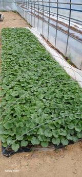 산양 위만(엄문섭)님의 작성글 사진