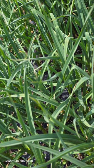 박용열조물주님 님의 기타작물 · 영농일지 작성글 사진