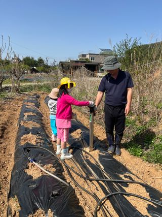 강원도농산물님의 옥수수 · 영농일지 작성글 사진