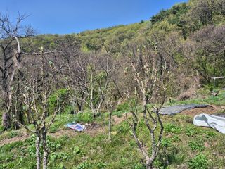 이준영님의 기타작물 · 영농일지 작성글 사진