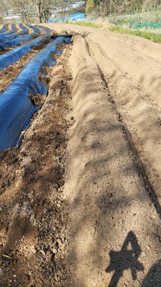 양석원님의 고추 · 영농일지 작성글 사진