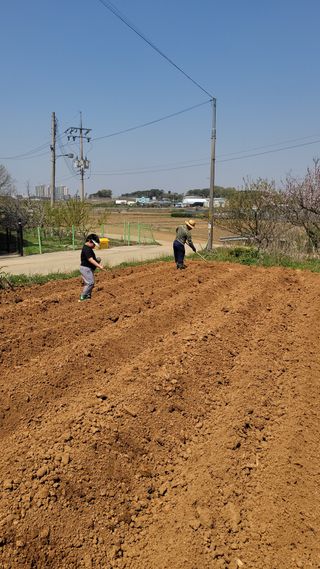 로만아빠님의 기타작물 · 영농일지 작성글 사진