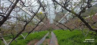 달맛햇복숭아농원님의 복숭아 · 영농일지 작성글 사진