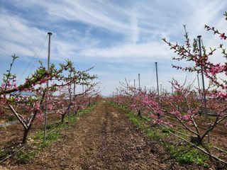 꿀복이농장님의 파 · 영농일지 작성글 사진