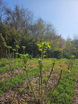 쌍학리 농민님의 두릅 · 영농일지 작성글 사진