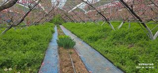 달맛햇복숭아농원님의 복숭아 · 영농일지 작성글 사진