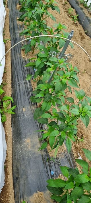 한밭농원님의 고추 · 영농일지 작성글 사진