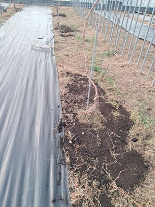 미스농부님의 포도 · 영농일지 작성글 사진