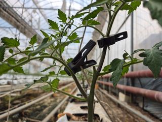 늘햇살팜 님의 기타작물 · 영농일지 작성글 사진