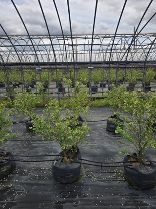 축복농장님의 기타작물 · 영농일지 작성글 사진