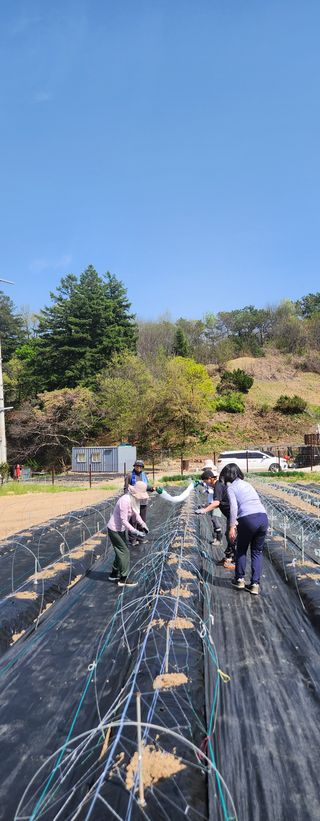 안나님의 기타작물 · 영농일지 작성글 사진