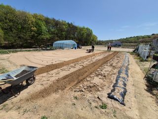 김용민님의 고추 · 영농일지 작성글 사진