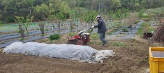 초연동행님의 고추 · 영농일지 작성글 사진