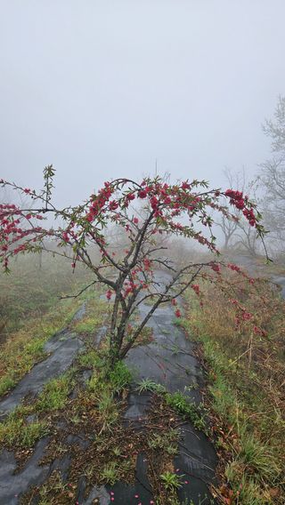 정규환님의 기타작물 · 영농일지 작성글 사진